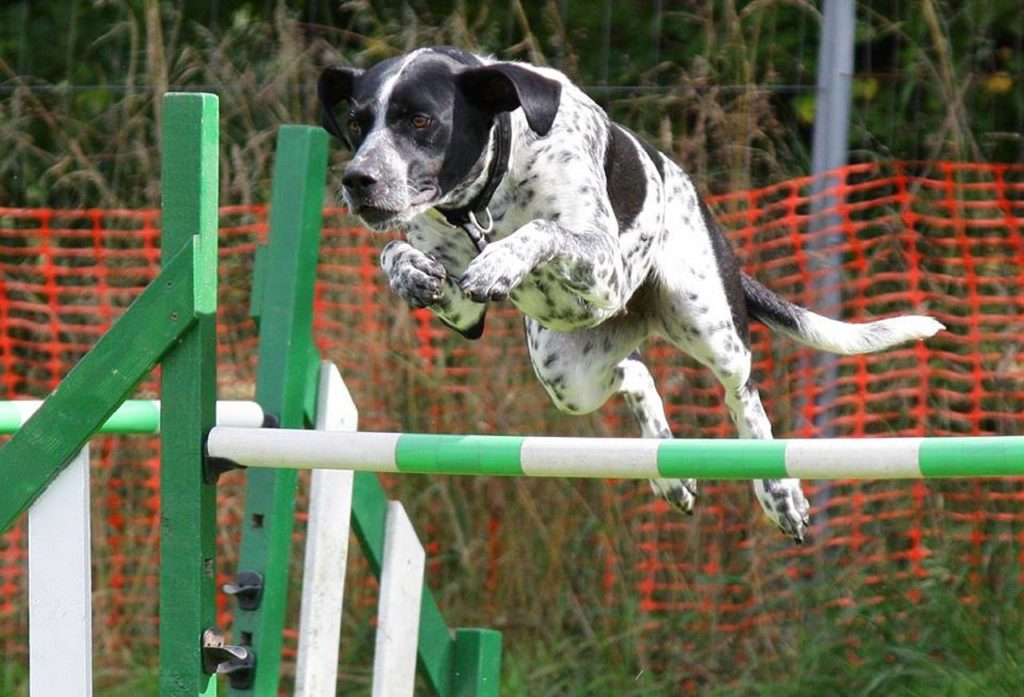 Dog best sale agility club