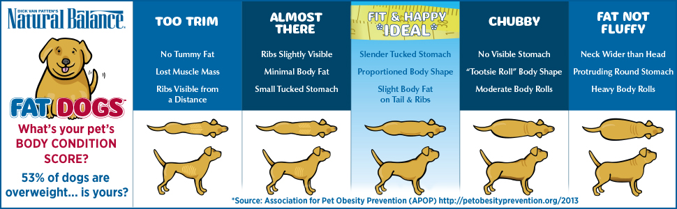 How to Determine Your Dog's Healthy Weight and Body Condition