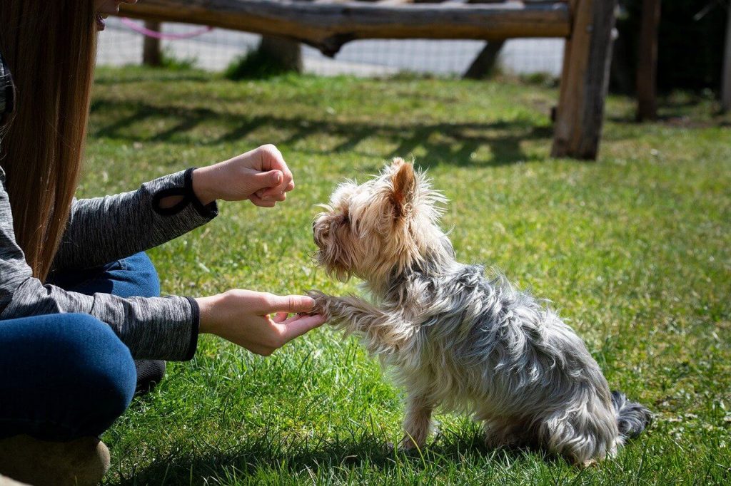 dog training tools Archives